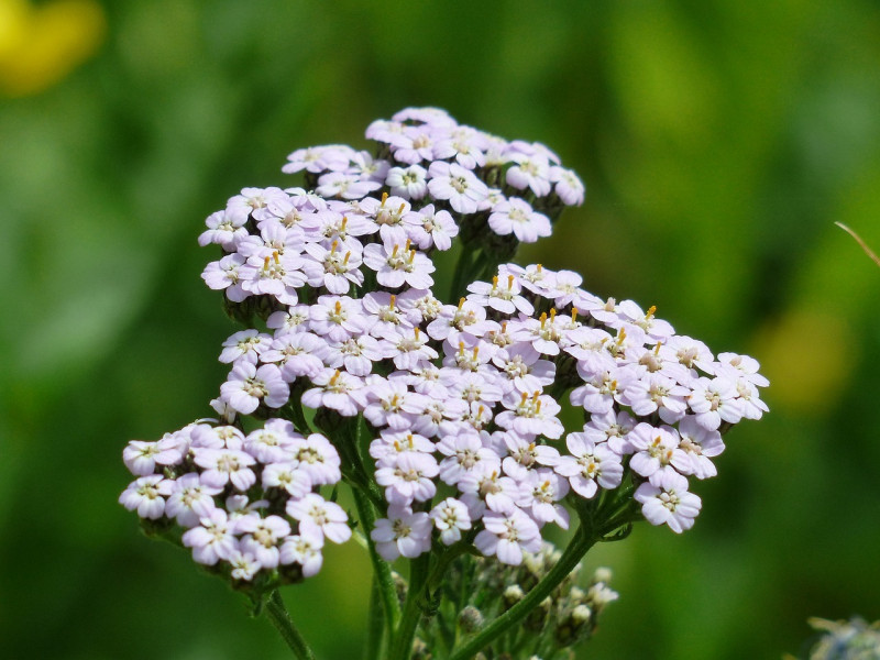 inheemse, vaste planten, Achillea millefolium, Duizendblad, borderpakketten